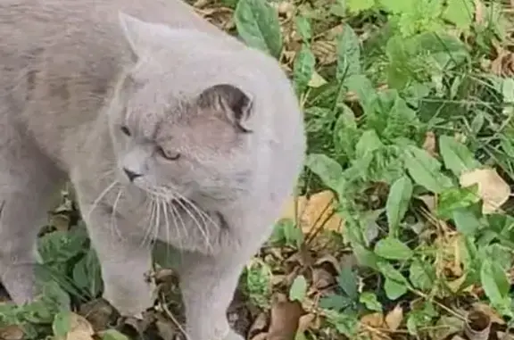 Пропал кот, Железнодорожная 54, Николаевка