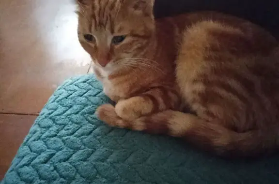 Найдена кошка, Ярославская область, фото: Кошка найдена, Ярославль, Яр. обл.