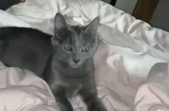 Кошки потеряшки, Калужская область, фото: Потеряшка кошка, Товарково, Калужская обл.