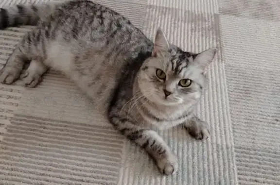 Кошки потеряшки, Липецкая область, фото: Потеряшка кошка, Косырёвка, ул. Солнечная