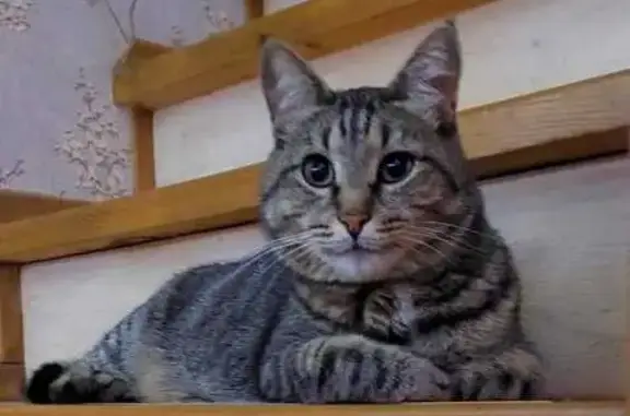 Кошки потеряшки, Казань, фото: Потеряшка кошка, Шоссейная ул., Казань