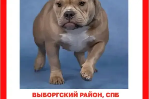 Пропала собака, Гренадерская ул., СПб