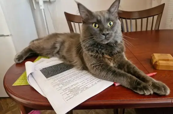 Кошки потеряшки, Москва, фото: Потеряшка кошка на Осташковской ул., 14с16