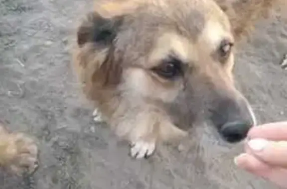 Найдена собака, Астрахань, фото: Найдена собака, Астрахань, Боевая 2-й пр.