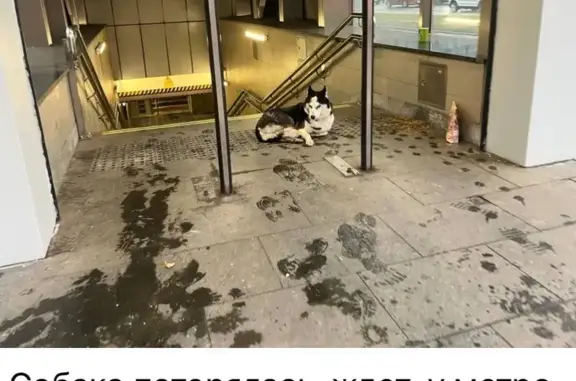 Найдена собака, Москва, фото: Собака найдена: Старопетровский проезд