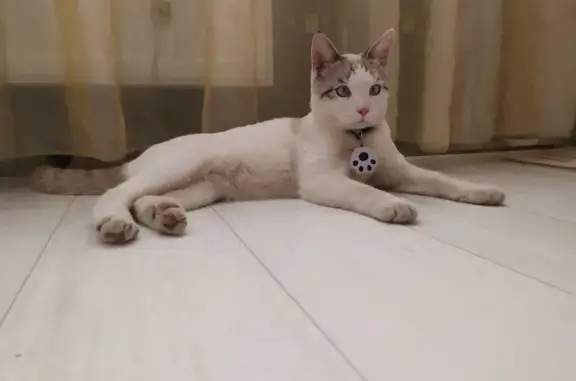 Найдена кошка, Волгоград, фото: Найдена кошка, Кузнецкая 28, Волгоград