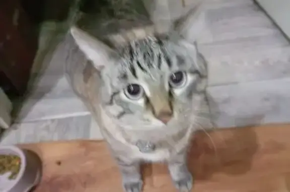 Кошки потеряшки, Уржум, фото: Потеряшка кошка, Уржум, ул. Чернышевского