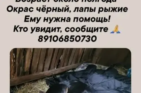 Пропала собака у Ветмир, Калашникова 28Б