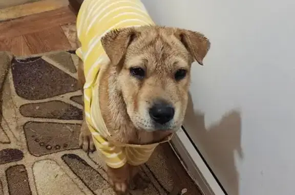 Найдена собака, Петровская Балка, Симф.