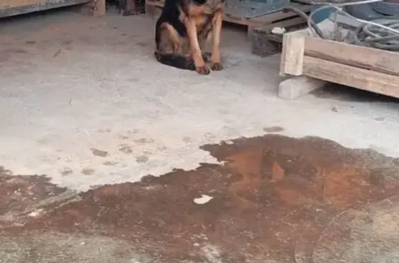 Найдена собака, , фото: Собака найдена в д. Ожирелки, Мос. обл.