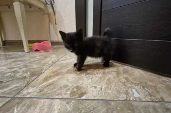 Пропала кошка на Пацаева, 16/1, Ростов-на-Дону