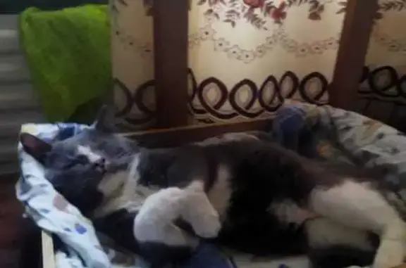 Кошки потеряшки, , фото: Потеряшка кошка, ул. Свободы, 16/11, В. Новгород