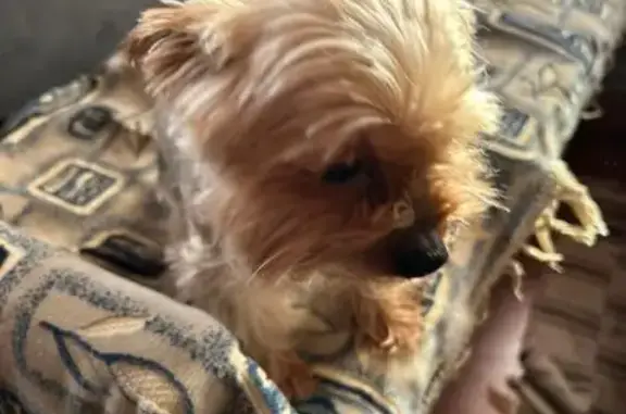 Найдена собака, Тюмень, фото: Йорк найден: Зелёная ул., Тюмень