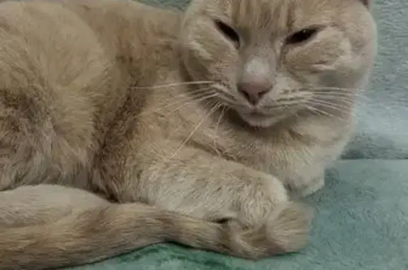 Объявления о пропавших и найденных животных, Соликамск, фото: Кошка найдена, Коммунистическая 31/1