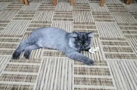 Кошки потеряшки, , фото: Потеряшка котенок, 8-я Малиновая Гора, 26