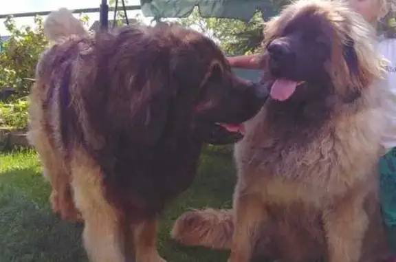Пропала собака в Ермолинском СП, Новгородская обл.