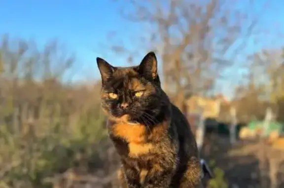 Кошки потеряшки, Холмская, фото: Потеряшка кошка, Ленинградская 41, Холмская