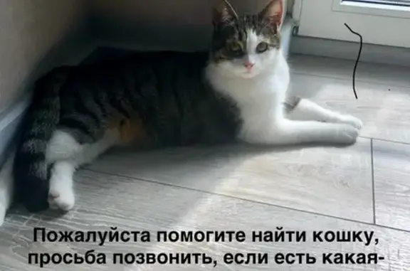 Кошки потеряшки, Ростов-на-Дону, фото: Потеряшка кошка, 20-я ул., 43, Ростов-на-Дону