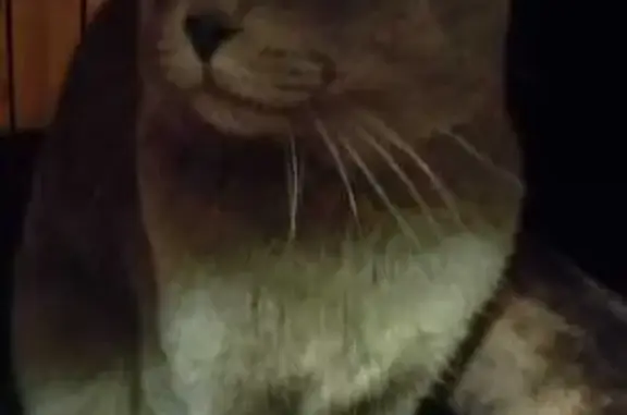 Найдена кошка, Курск, фото: Кошка найдена на пр. Энтузиастов, 10