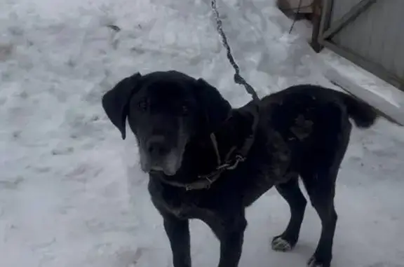 Собаки потеряшки, Пермь, фото: Потеряшка собака, Пермь, Борцов Революции 1А