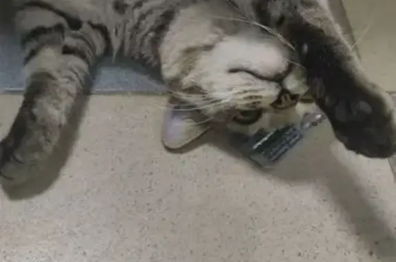 Найдена кошка, Самара, фото: Кошка найдена, Ветлянская ул., Самара