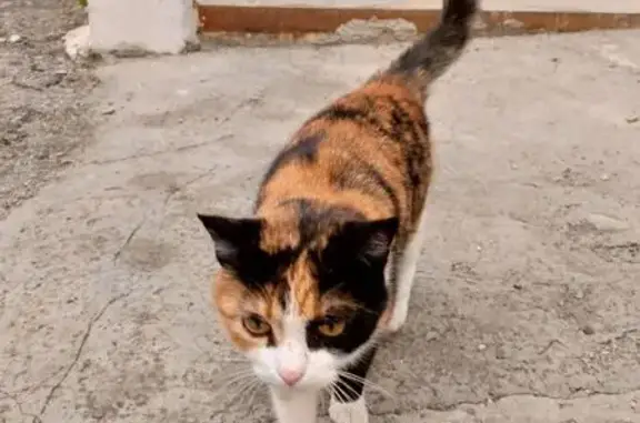 Найдена кошка, Ростов-на-Дону, фото: Трехцветная кошка найдена: Грибоедовский, 4