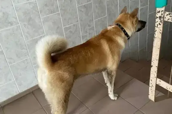 Найдена собака, Иваново, фото: Собака найдена: 2-я Запрудная, 50, Иваново