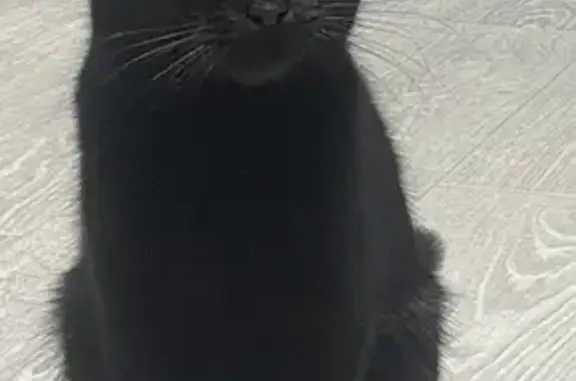 Найдена кошка, Мценск, фото: Найдена черная кошка, ул. Машиностроителей, 19