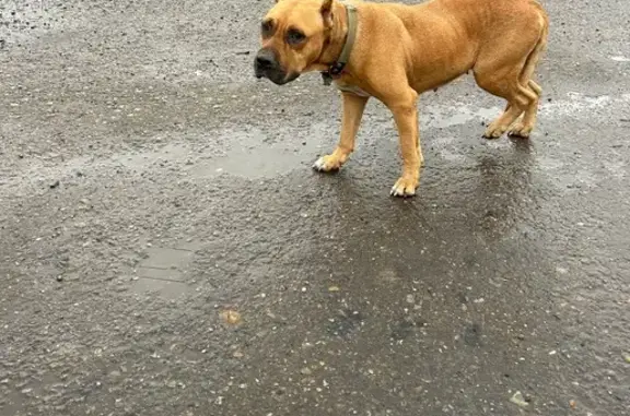 Найдена рыжая собака, Кольцевая ул., 2