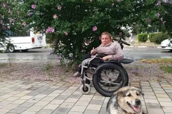 Собаки потеряшки, Анапа, фото: Потеряшка собака, Пионерский пр-т, Анапа