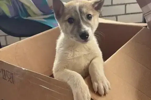 Найдена собака, Ржев, фото: Лайка найдена на Косарова, 2, Ржев