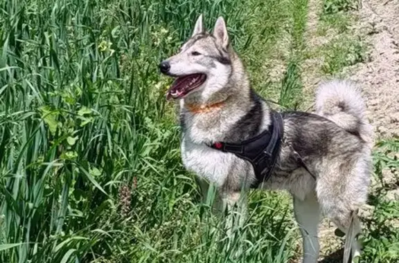 Собаки потеряшки, Иваново, фото: Потеряшка собака, Иваново, 6-я Санаторная, 69