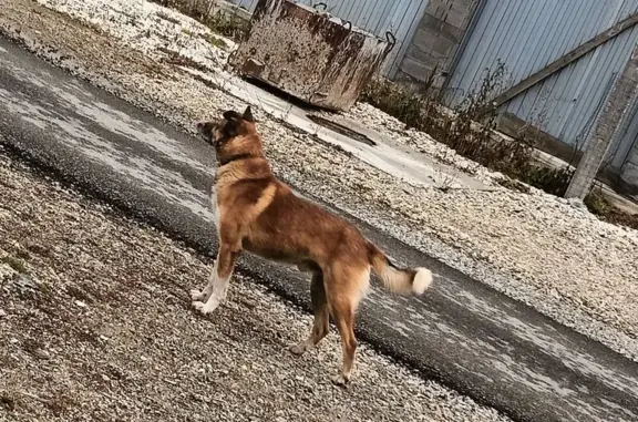 Собака найдена: Берёзовский, Свердл. обл. - photo
