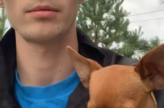 Пропала собака, Екатеринбург, Свердл. обл.