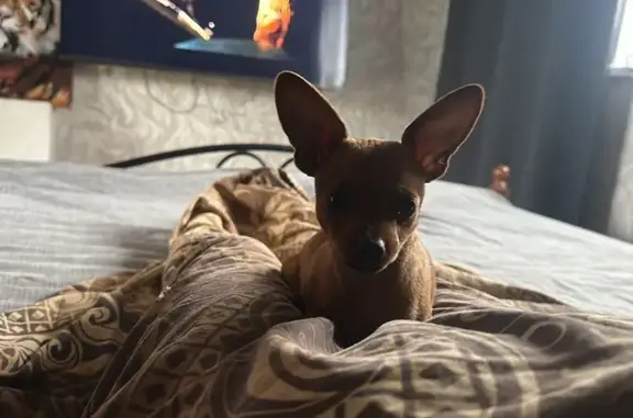 Собаки потеряшки, Свердловская область, фото: Потеряшка собака, Екатеринбург, Свердл. обл.