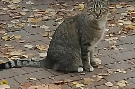 Найдена кошка, Дмитров, фото: Найдена кошка, мкр Маркова, дом 39, Дмитров