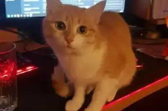 Пропала кошка, ул. Хлобыстова 37, Мурманск