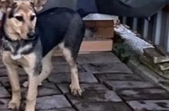 Пропала собака в СНТ НИТАС, д. Талаево