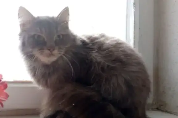 Кошка найдена: Берёзовская 63А, Н. Новгород