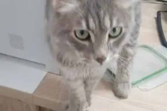 Найдена кошка, Донбасская ул. 40, Воронеж