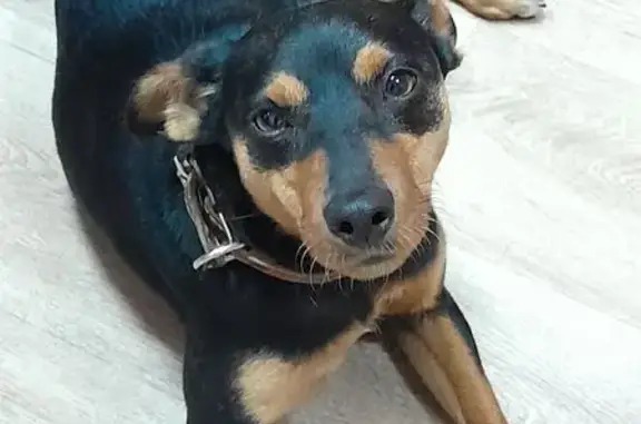 Найдена собака, Сыктывкар, фото: Собака найдена: Лесопарковая 12, Сыктывкар