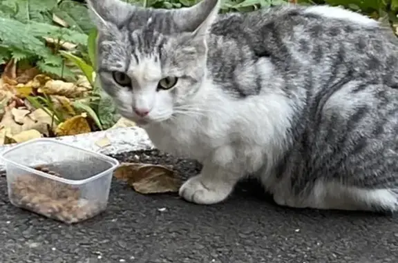 Найдена кошка, Чебоксары, фото: Кошка найдена на Эгерском бульваре, 15