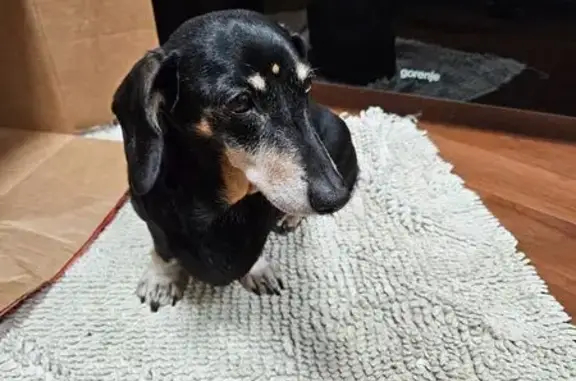 Найдена собака, Пушкино, фото: Собака найдена в Пушкино, Писемская ул.