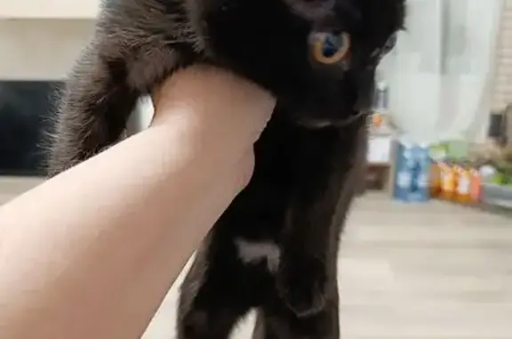 Найдена кошка, Омск, фото: Кошка найдена на ул. 22 Партсъезда, 50