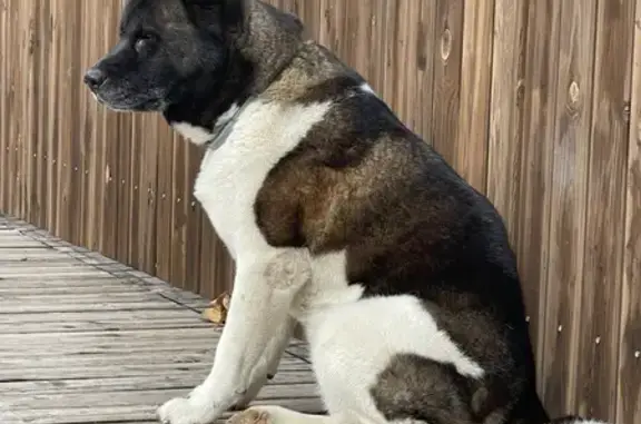 Собаки потеряшки, , фото: Потеряшка собака, ул. Жолоба, Супсех