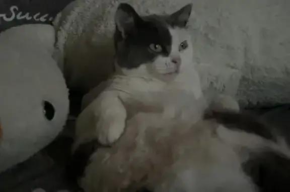 Пропала кошка, ул. Чапаева, Арамиль