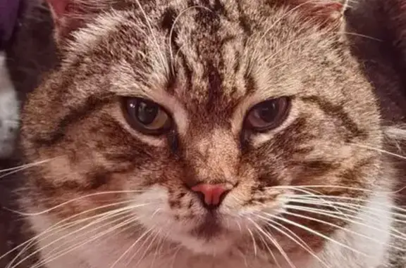 Кошки потеряшки, Ставрополь, фото: Потеряшка кошка, Ставрополь, ул. Трунова