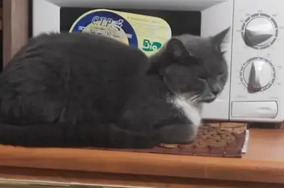 Кошки потеряшки, , фото: Потеряшка кошка, ул. Ленина 9, Знаменка