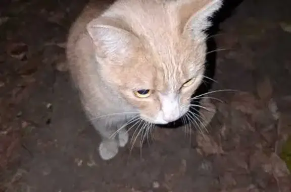 Кошка найдена: ул. 40 лет Октября, Барнаул