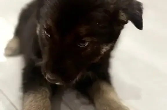 Пропала собака, 1-й Полевой пер., Севск